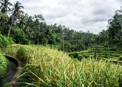 Rice terrace Tegallalang 