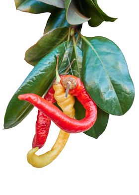 chili pepper on white 