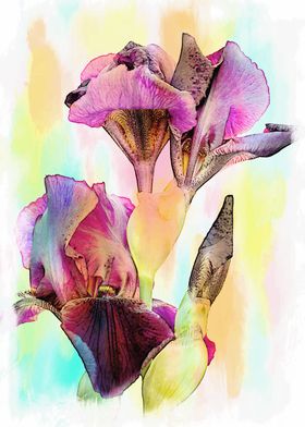 iris gladiolus in bloom