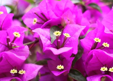 Flower Purple 