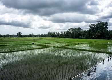 Rice Padi Tegallalang Bali