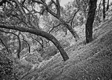 California Oak Trees