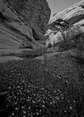 Desert Gorge with Flowers