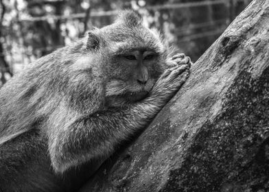 Resting monkey Bali