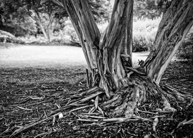 Paper Bark Tree