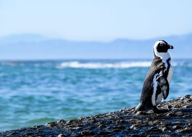 Penguin standing on rock