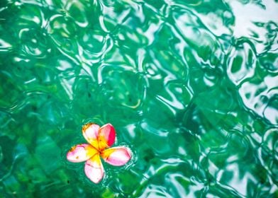 Floating flower Bali