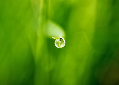 morning dew water drops