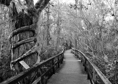 Big Cypress Bend Florida