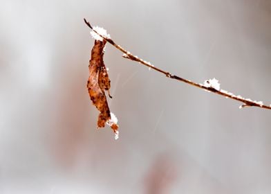 dry leaf on a branch