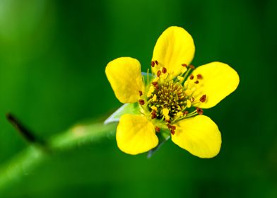 yellow macro flower