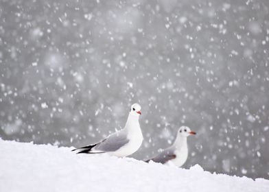 Seagull gulls in winter 