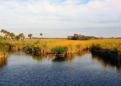 Everglades landscape