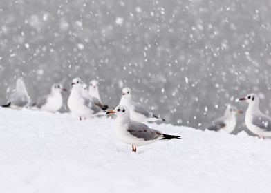 Seagull gulls in winter 