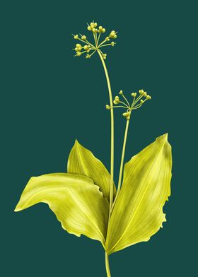 Wild Garlic Botanical Art