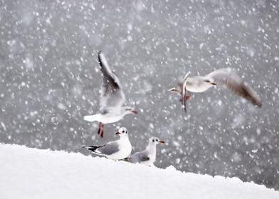 Seagull gulls in winter 