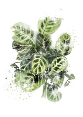 Abstract Prayer Plant