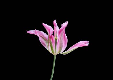 tulip in bloom on black