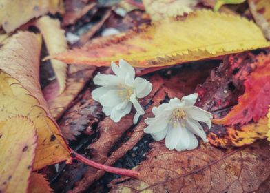 Fall Blossom