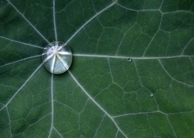 Nasturtium 2