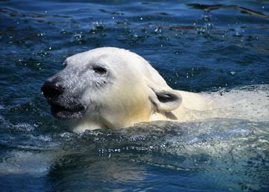 polar bear