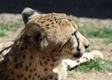 Cheetah