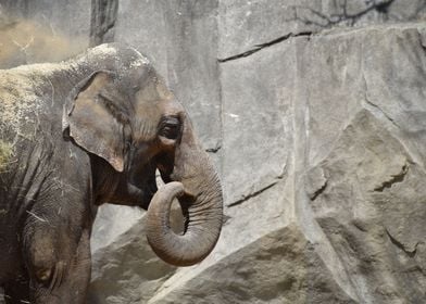 Elephant