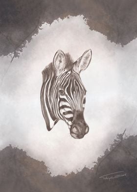 Serengeti - Zebra