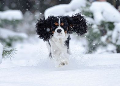 Winter Cavalier