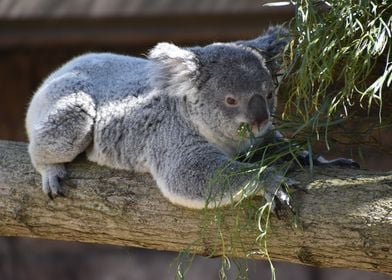 koala