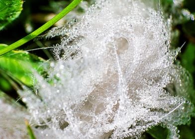 macro morning dew drops