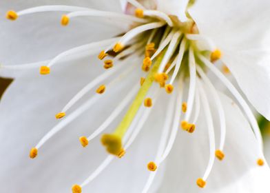 Cherry blossom macro