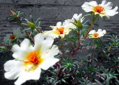 Portulaca grandiflora