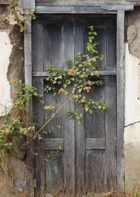 Wildflower Next to a Door