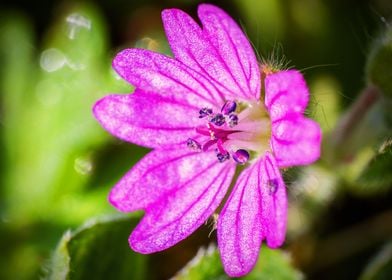 macro purple flower