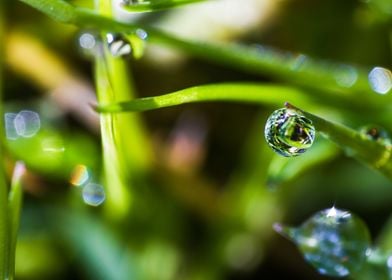 macro morning dew drops