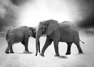 Two Elephants In Desert