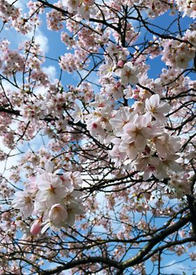 UK Spring Blossoms