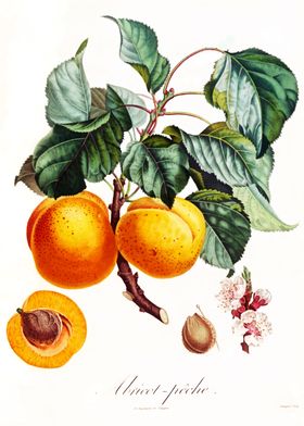 Vintage Apricot