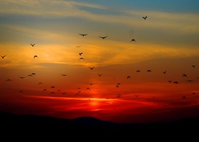 Birds Flying In Sunset