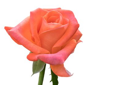 isolated rose for holidays