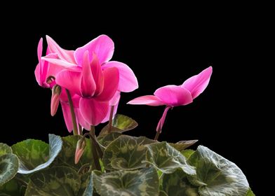 pink cyclamen in bloom 