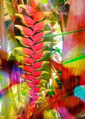 HELICONIA