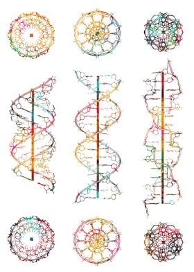 DNA helix conformation  