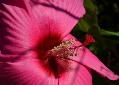 California Hibiscus