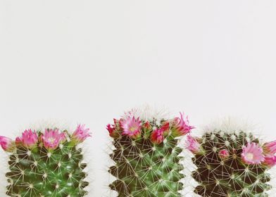 Three Flowering Cacti