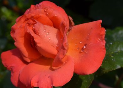 Orange Rose with Dew
