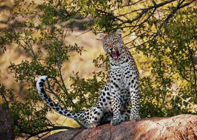 Wild Angry Leopard