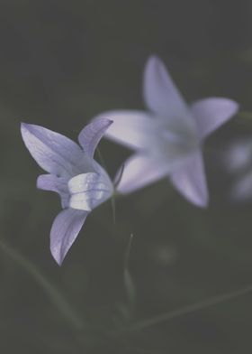 Lily Wildflowers