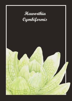 Haworthia Cymbiformis